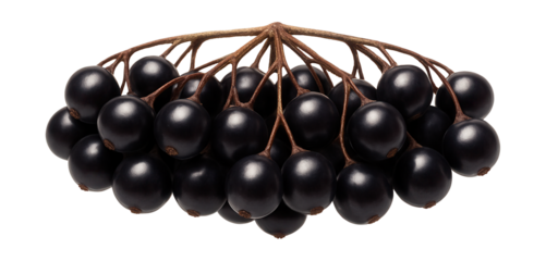 Elderberry with a slightly flattened top and rich, dark pigmentation