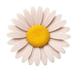 Aster flower displaying radial symmetry with pale pink petals and a yellow center