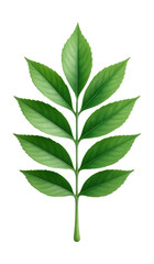 Compound leaf with a fan-like arrangement of leaflets, each with a tapered end