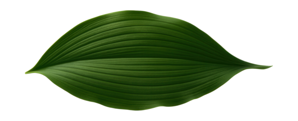 Lily of the valley leaf with broad, lanceolate shape and parallel venation