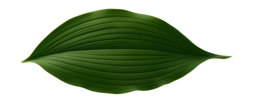 Lily of the valley leaf with broad, lanceolate shape and parallel venation