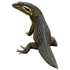 Obraz premium Monitor lizard png