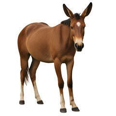 mule png