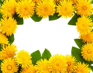 Obraz premium yellow flowers border