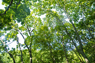 Fototapeta premium Dendrology, oakery. Light forest of Mongolian oak, Quercus mongolica, with abundance of young trees, which indicates renewability of stand and overall health of forest. Sikhote-alin Mountains