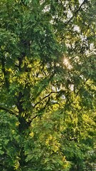 초록 나뭇잎 사이로 스며드는 따사로운 햇빛