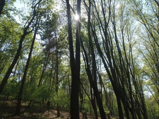 Obraz premium trees in the forest