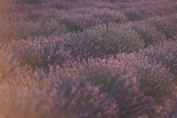 Lavender fields bloom in vibrant hues during golden hour, creating a serene landscape filled with...