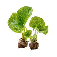 Taro plants on display on transparent Background