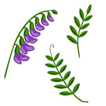 A vibrant vector illustration featuring a tufted vetch flower with purple blossoms and two stylized green sprigs, perfect for botanical designs and nature-themed projects.