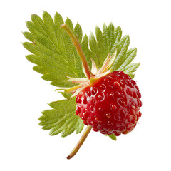 Close up of a single ripe red wild strawberry with green leaves isolated on a transparent background