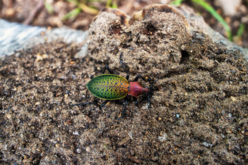 Ground beetle Carabus jankowskii copper-red edging in broad-leaved fir forests in the Sikhote Alin...