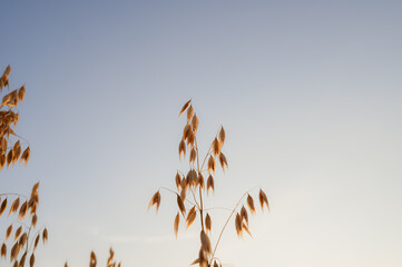 Obraz premium Tall oat stalks set against a clean blue sky, during late summer. low angle. Perfect for agriculture, or sustainable living themes. High quality photo
