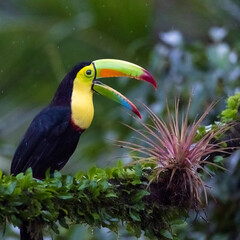 Beautiful Keel Billed Toucan
