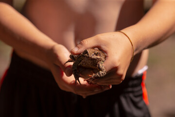 A person gently cradles a small frog within the palms of their hands, showcasing its delicate form and vibrant colors