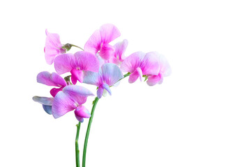 Delicate pink sweet pea (Lathyrus latifolius) flowers with green stems isolated on a transparent background. Ideal for botanical designs and floral compositions.
