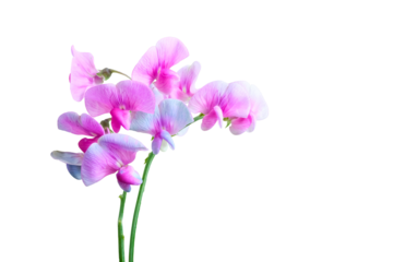 Delicate pink sweet pea (Lathyrus latifolius) flowers with green stems isolated on a transparent background. Ideal for botanical designs and floral compositions.
