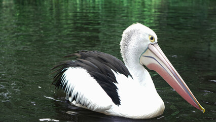 Pelican Floating on Water with Black and White Plumage