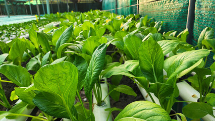 Hydroponic Lettuce Thriving in a Greenhouse