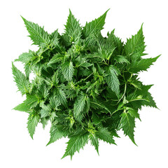 Nettle plant overhead view on transparent Background