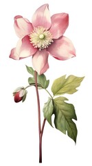 Flower art illustration botanical.