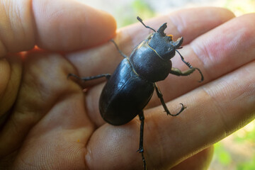 Dorcus beetle at Sikhote Alin mountains. Oak forests, Mongolian oak prevails