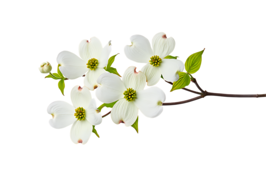Four white dogwood flowers and a bud on a branch isolated on transparent background