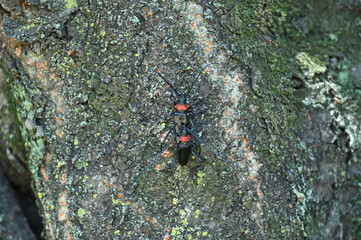 クビアカツヤカミキリ