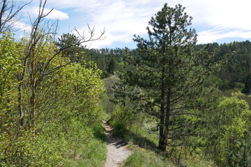 Weg durch Wald mit KIefer im Frühjahr