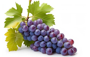 Fototapeta premium Purple grapes with green leaves on white background