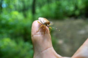 dusky stink bug (Palomena), kermes, wood bug in hands. Oak forest (Mongolian oak) in the Sikhote Alin mountains