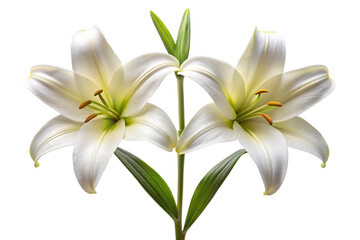 white and yellow lily