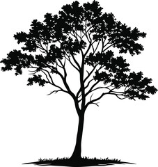 Silhouette of a majestic tree with lush foliage and grass