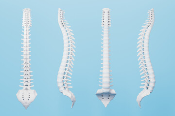 3d rendering medical spine in blue background