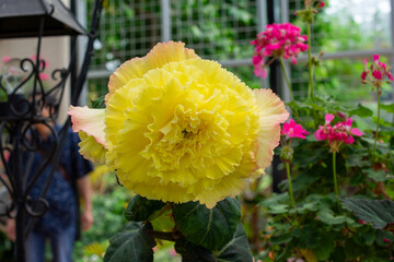 黄色の大輪の球根ベゴニアの花｜鮮やかで華やかな色彩が美しい球根性観賞植物 | Large Yellow Tuberous Begonia Flower — Bright and Showy Bloom of a Popular Ornamental Plant