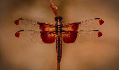 dragonfly on a flower