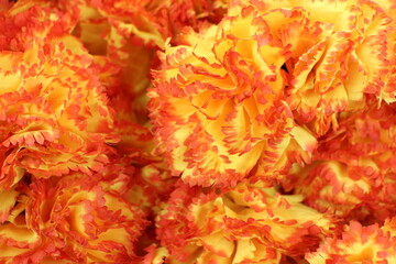 Vibrant Orange and Bright Yellow Carnations in Full Bloom, a Stunning Floral Display