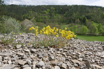 Gelbe Blumen auf Schotter im Wald