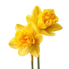 Two yellow daffodil blooms on transparent Background