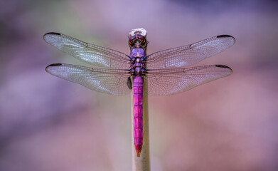 dragonfly on a branch