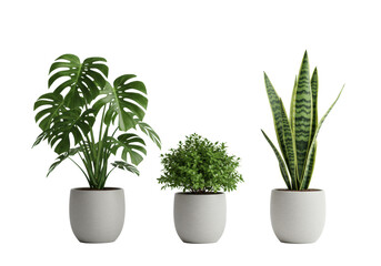 Three distinct houseplants: a large monstera, a bushy variegated plant, and a tall sansevieria, in neutral pots on a transparent studio background, high-angle shot, perfectly diffused lighting, no