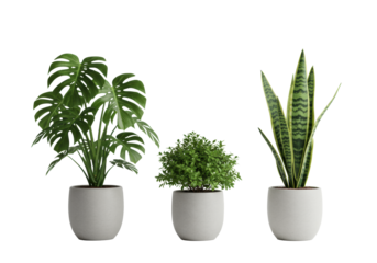 Three distinct houseplants: a large monstera, a bushy variegated plant, and a tall sansevieria, in neutral pots on a transparent studio background, high-angle shot, perfectly diffused lighting, no