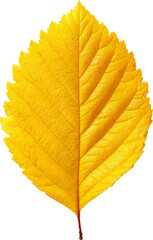 Golden leaf glistens, radiating warmth and autumnal joy
