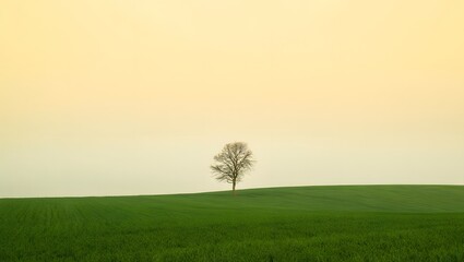Lone tree on green field landscape photography nature photography landscape scenery