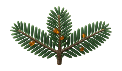 Balsam fir branch with symmetrical needle arrangement and resinous blisters