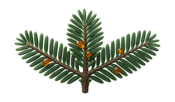 Balsam fir branch with symmetrical needle arrangement and resinous blisters
