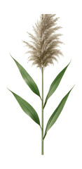Obraz premium Common reed stem with feathery panicle and slender, elongated leaves