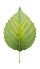 Obraz premium Pale green birch leaf with a central yellow streak and oval shape