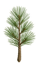 Pine branch with clusters of long, needle-like leaves and scaly bark