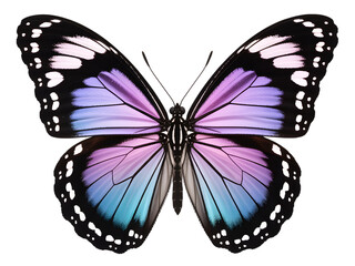 Obraz premium Purple and Teal Butterfly Detailed Wing Closeup isolated on transparent background